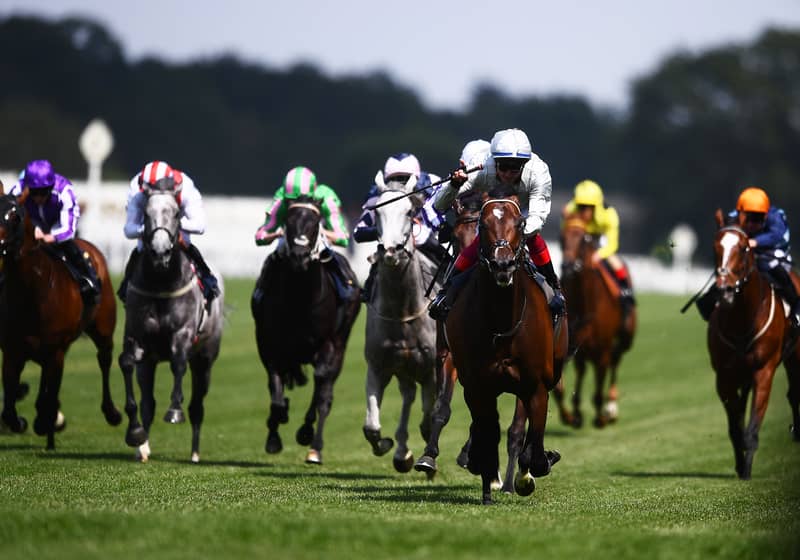 Jockeys in colorful silks race toward the finish line in an exhilarating display of speed and precision.